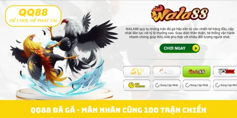 QQ88 đá gà